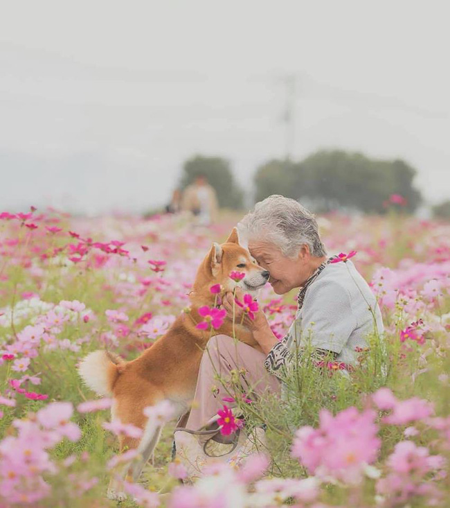 Bộ ảnh bà ngoại và Shiba Inu: Bốn mùa xuân, hạ, thu đông, lòng mãi nhẹ tênh như mây trời